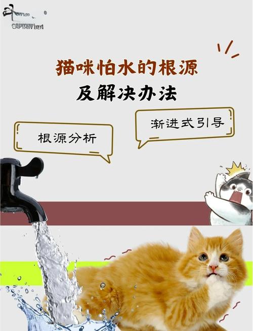 猫咪为什么怕水??