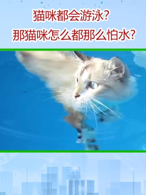 猫咪本来会游泳为什么还怕水呢?