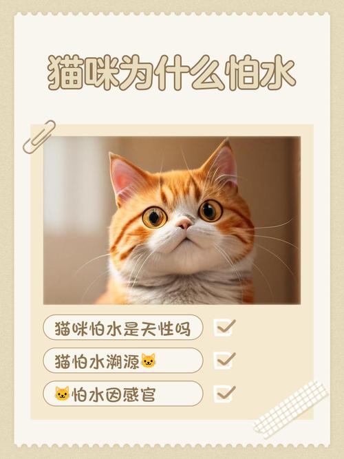 猫咪为什么会怕水
