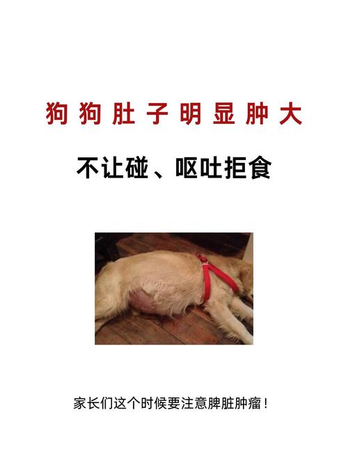 狗狗腹胀状有哪些症状
