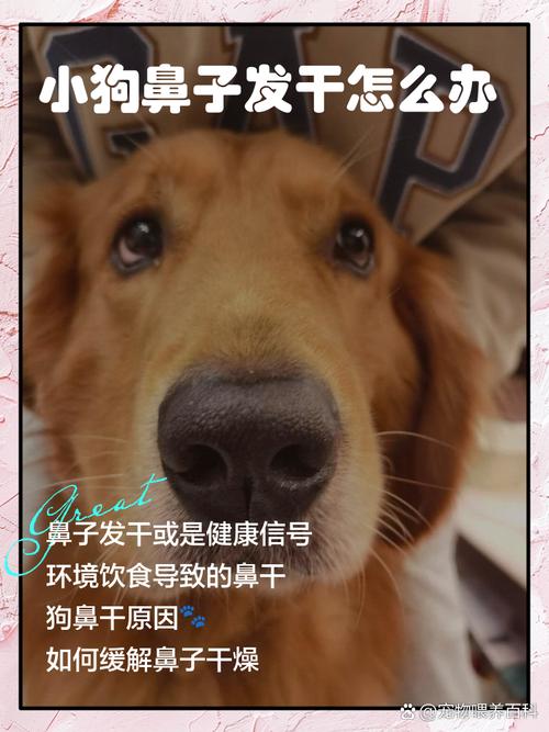 小狗鼻子发干怎么办