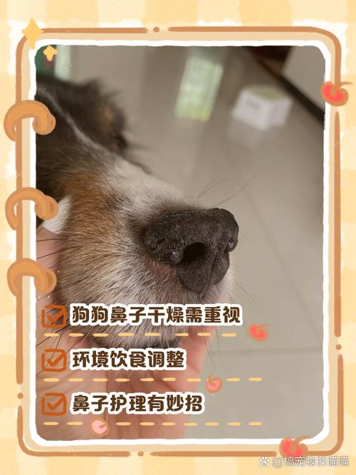 狗狗突然嗜睡鼻子干的原因及处理方法