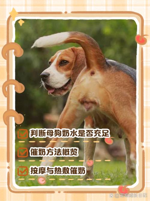 狗狗奶水不足吃什么下奶