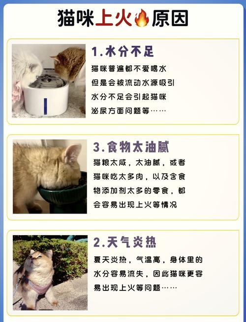 猫咪上火一般几天能好