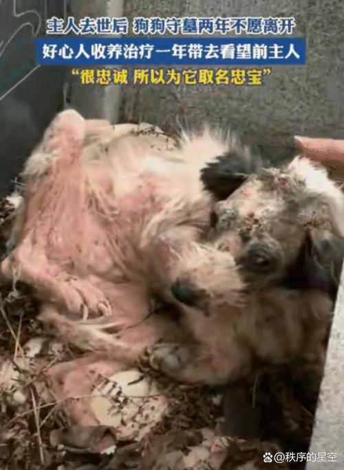 狗狗吃青枣后死了