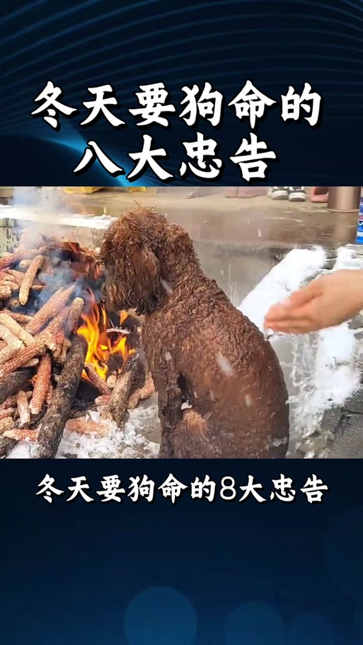 狗狗能吃青枣吗