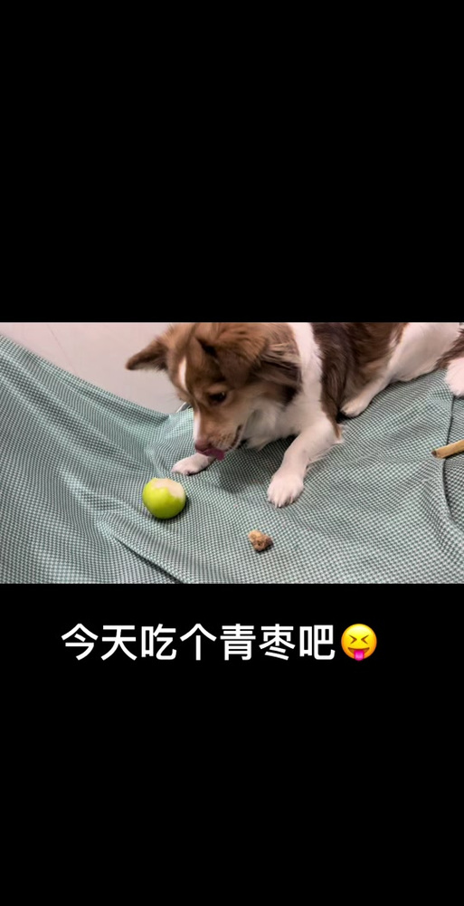 狗狗可以吃枣子吗吃青枣吗