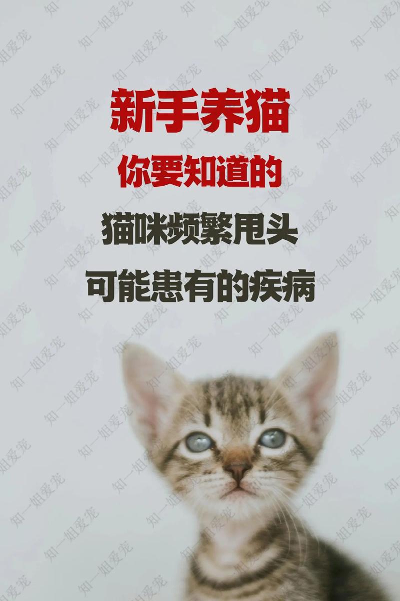 猫咪没有耳螨甩头