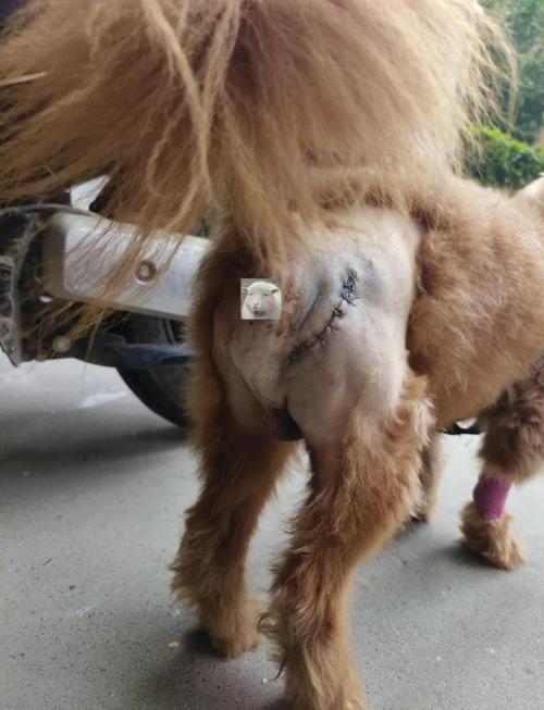 狗狗得了疝气能活多久