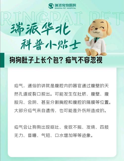 老年狗狗疝气不能手术怎么办