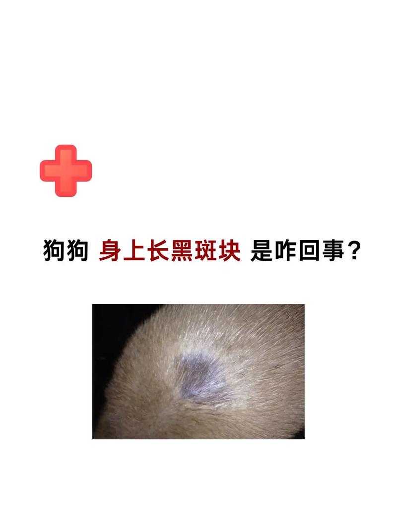 狗狗身上有黑斑是怎样回事?