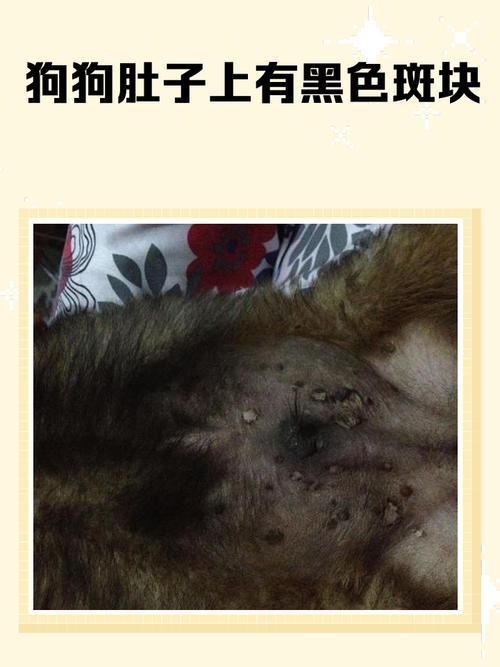 狗狗身上的黑斑的原因