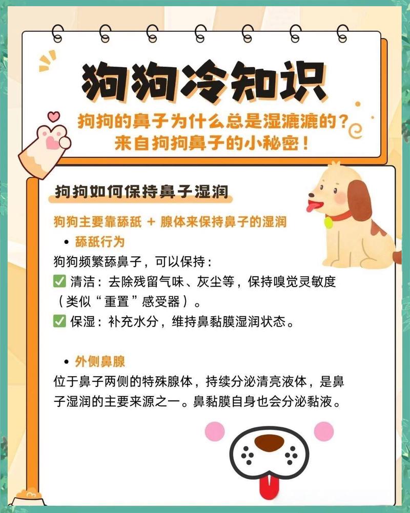 如何让狗狗的鼻子保持湿润?
