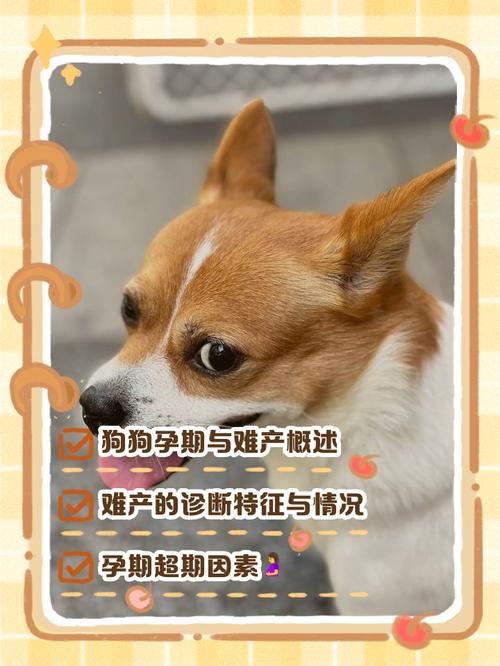 狗狗怀孕69天不生,崽子会自己化掉吗