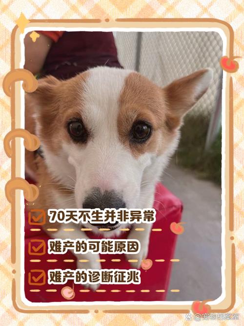 狗怀孕68天怎么还没生