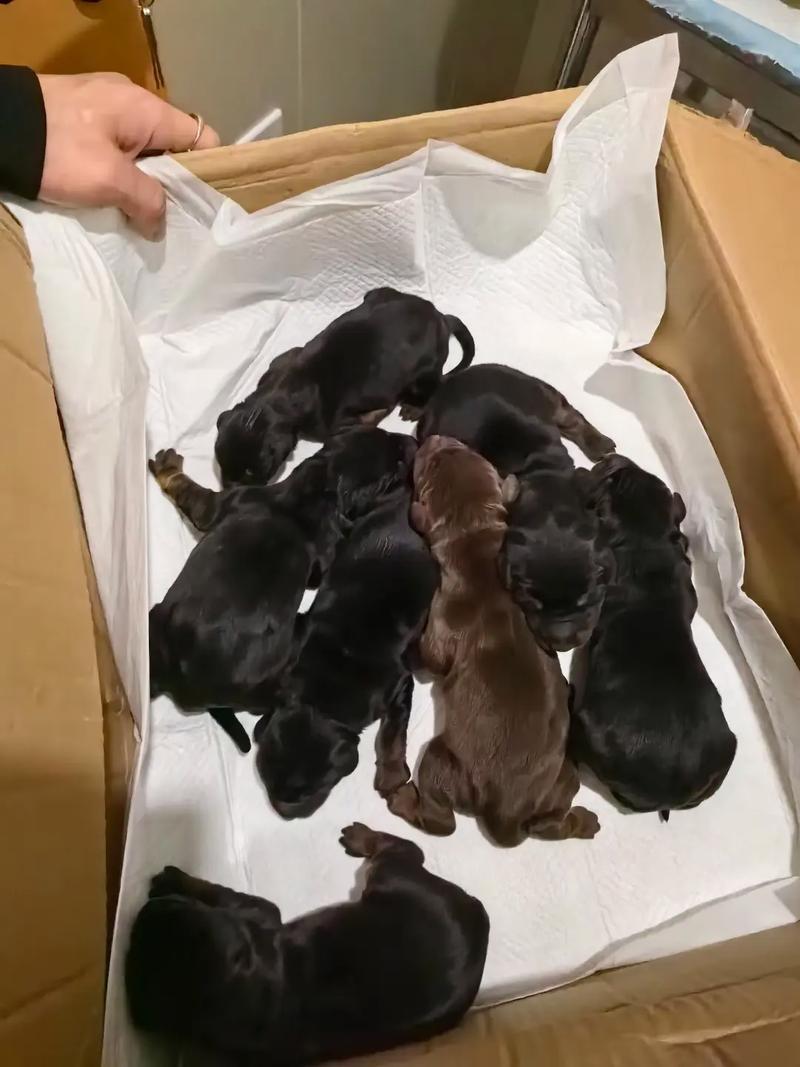 为啥有的狗怀孕65天还不生