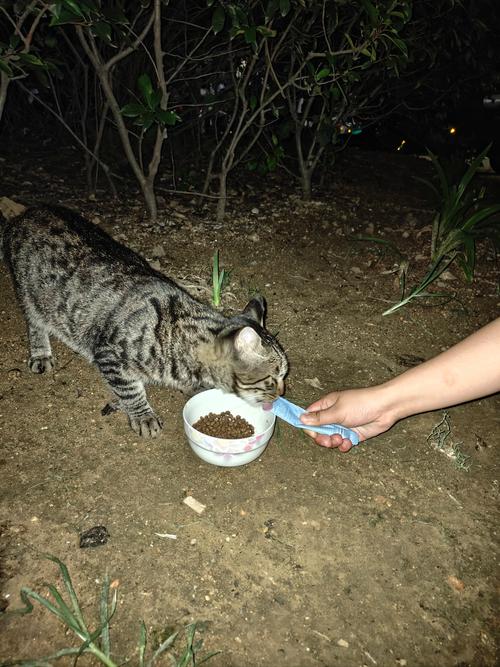 猫咪一天要吃几顿饭?
