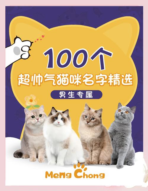 猫咪的名字独特一点