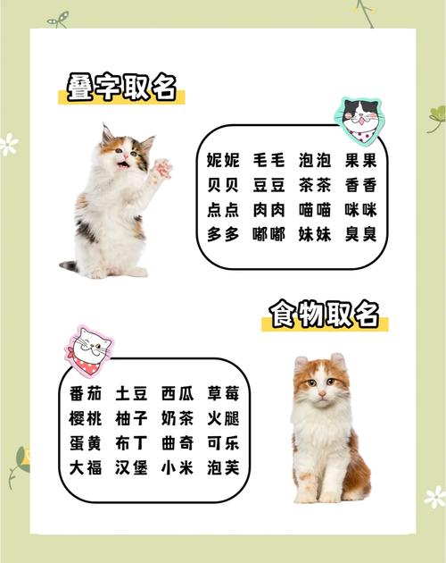 猫咪取什么名字比较好?