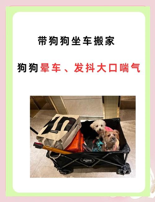 宠物狗可不可以坐出租车