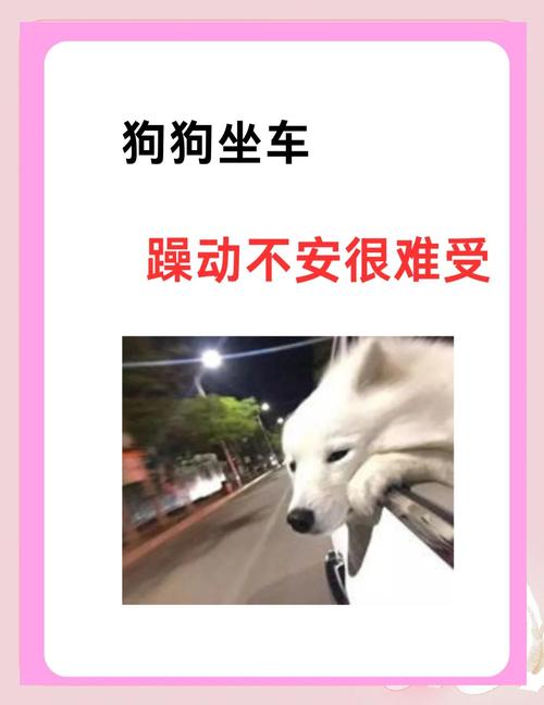 狗狗为什么不能打车