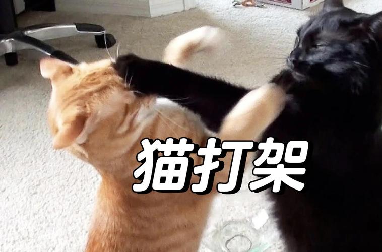 两只猫咪在一起总是打架怎么办?