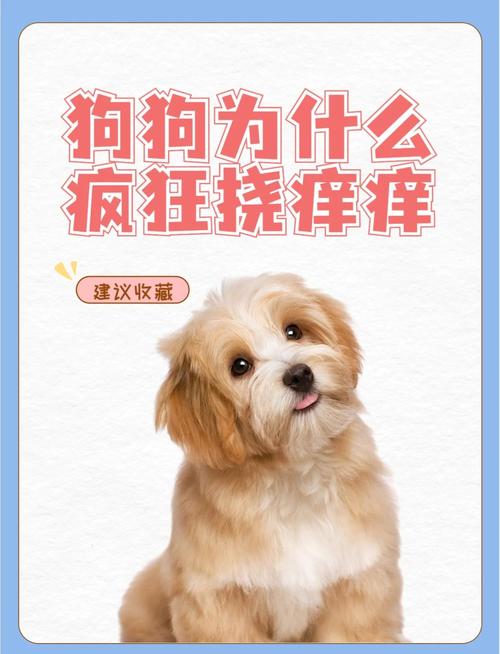 狗狗身上痒一直挠怎么办