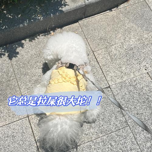 狗狗大便细软长条(狗狗拉细长便便怎么办)