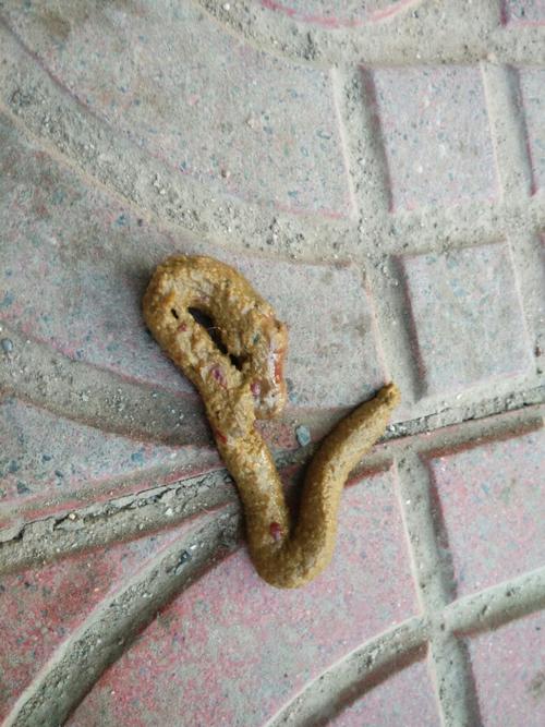 狗拉细长便什么原因?