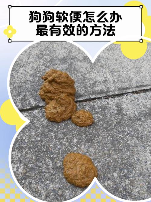 狗狗便便的形状隐藏了哪些身体问题?