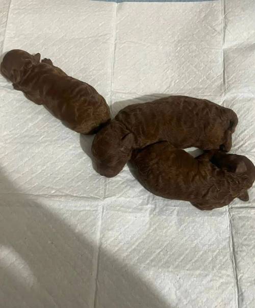 狗狗为什么拉细便便?