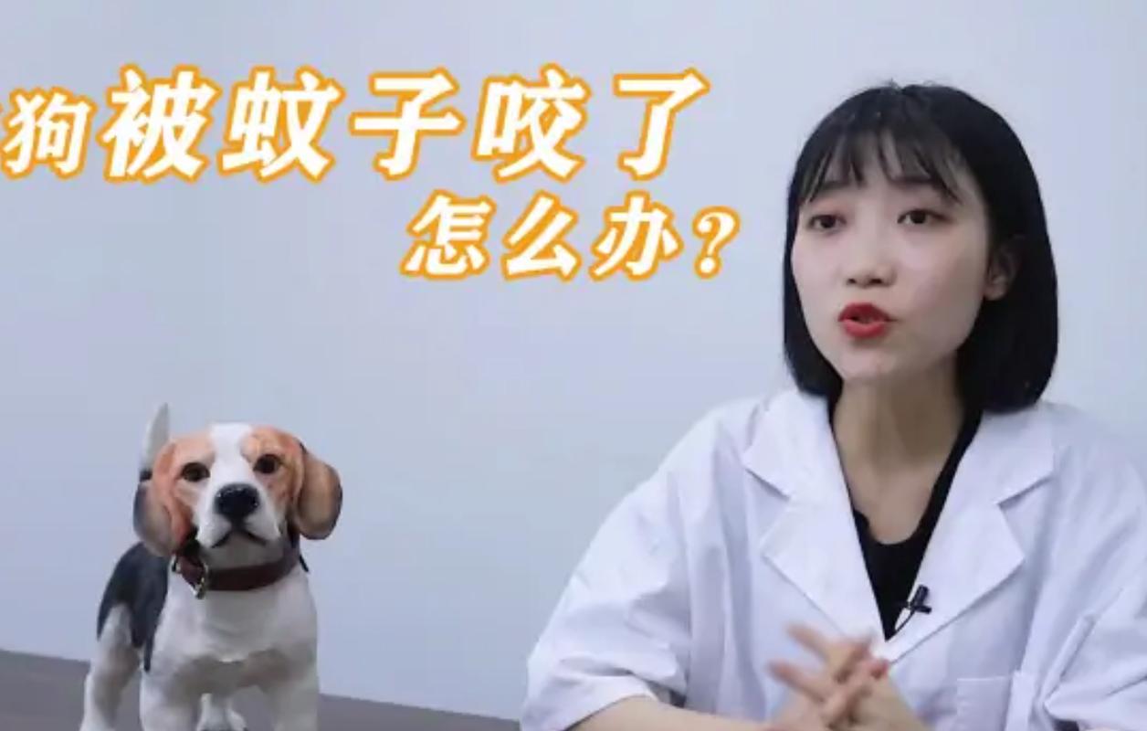 狗狗为什么被蚊子咬了
