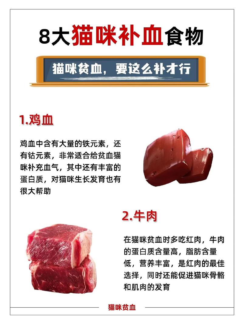 猫贫血吃什么