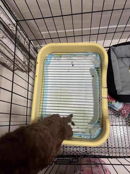 狗狗尿片100片狗尿垫