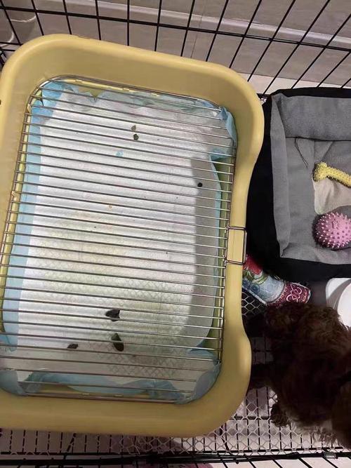 什么是宠物尿垫,宠物尿垫的使用方法