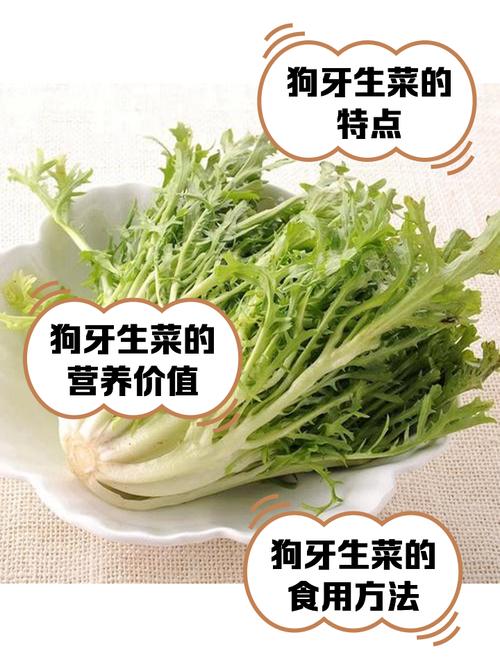 狗狗可以吃生菜吗