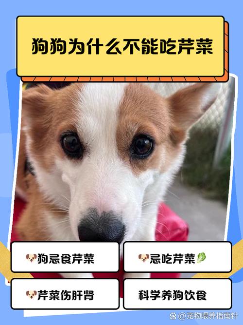 为什么狗狗不能多吃蔬菜