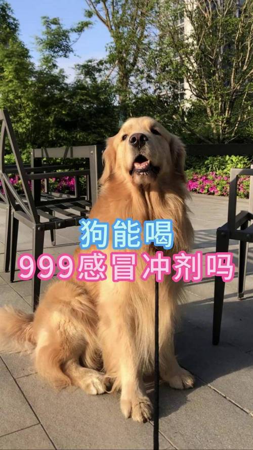 狗可以吃999感冒冲剂吗
