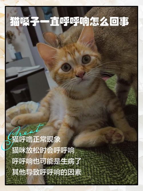 猫为什么会咕噜咕噜响