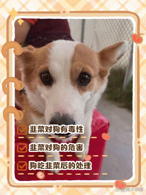 狗狗吃了一点韭菜有事吗