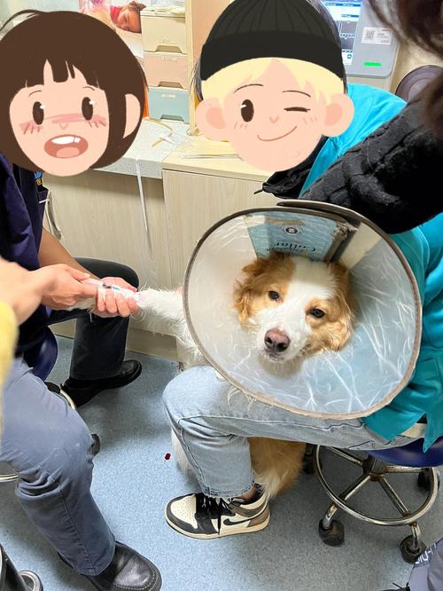 狗狗误食蚊香怎么办啊