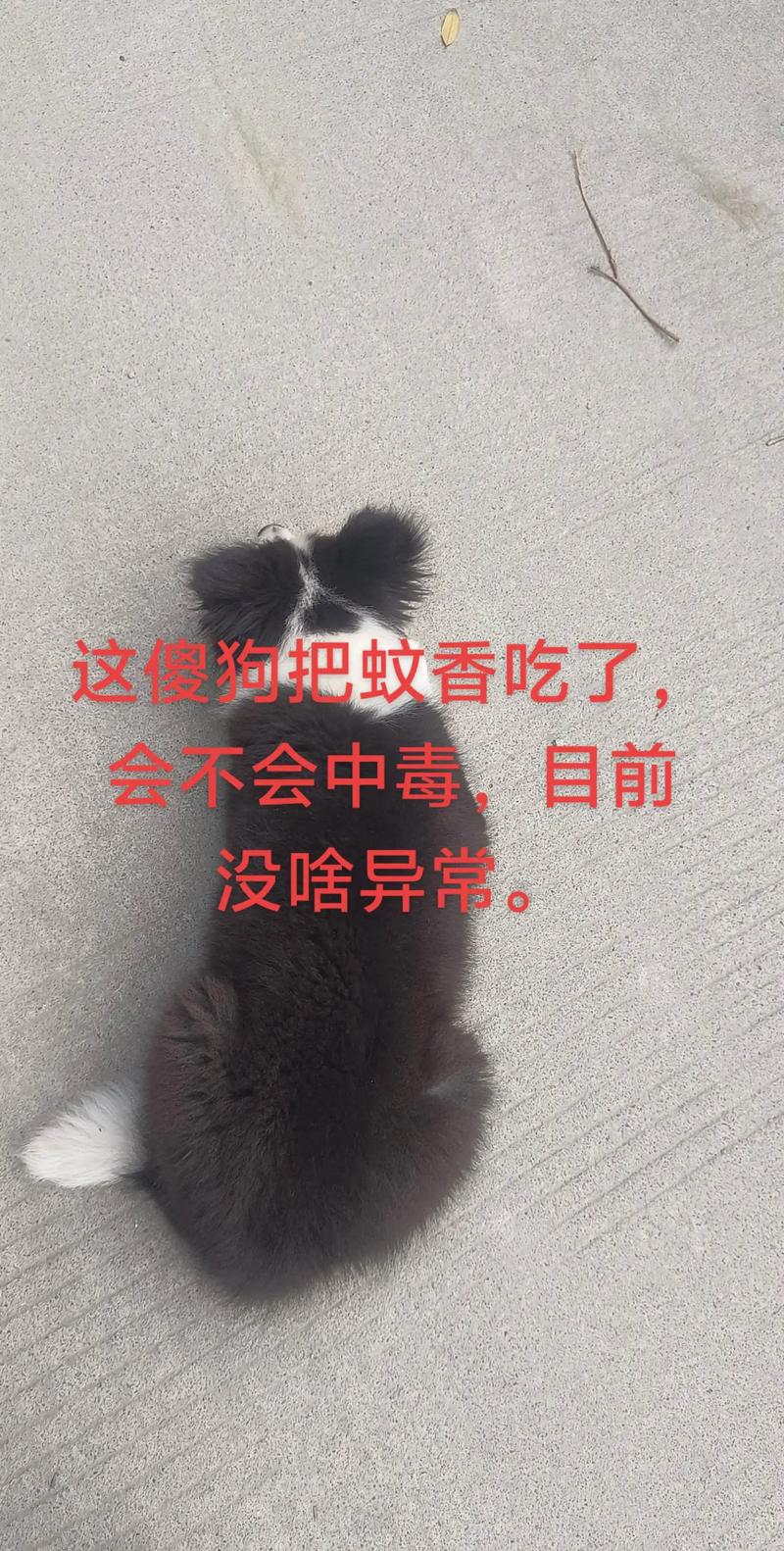 我家泰迪狗狗吃了蚊香,吐白口水,我就拿筷子给它掏喉咙,结果就有血...