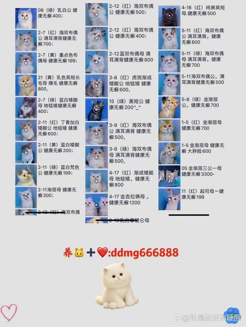 坐飞机带猫咪托运一般需要多少钱