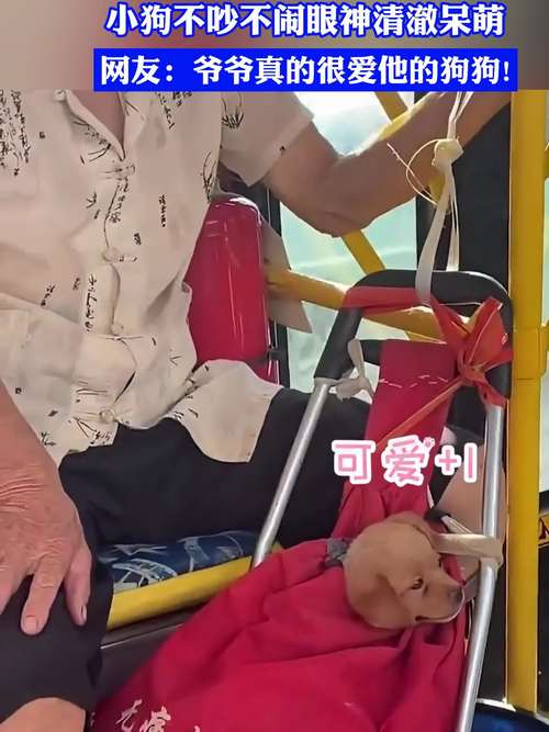 怎么样坐公交车才可以带狗上车