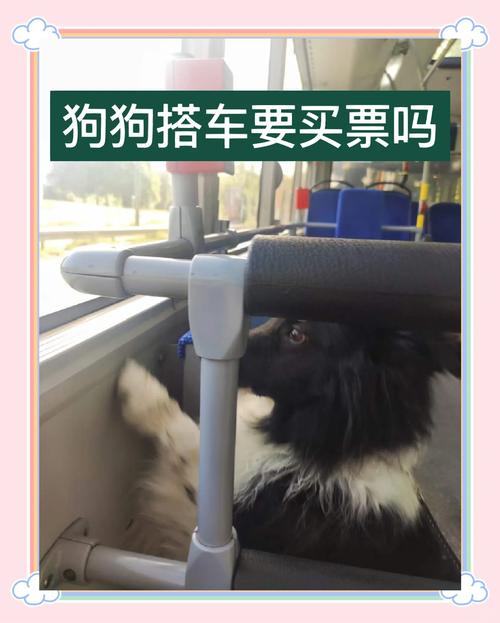 狗狗放包里可以坐公车吗