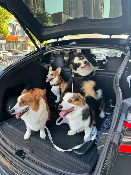狗狗可以坐车吗
