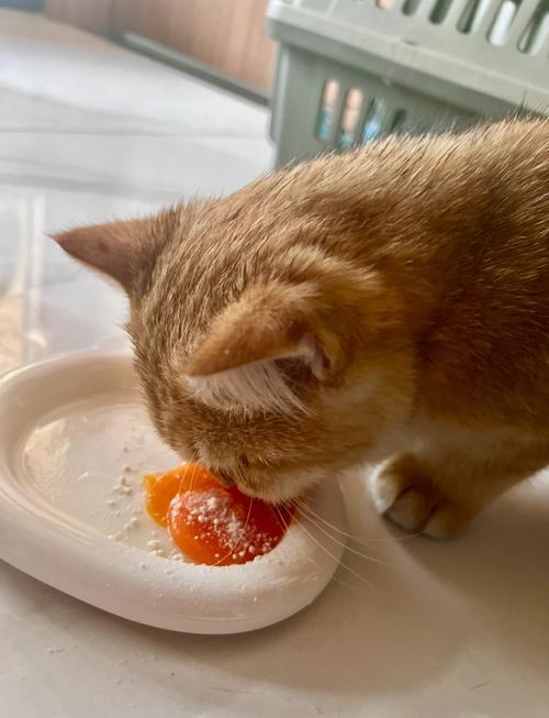 猫咪吃蛋黄有什么好处