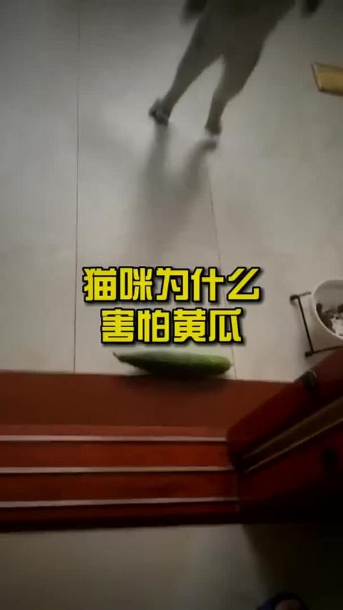 猫咪为什么怕黄瓜?养猫多年的你,未必知道