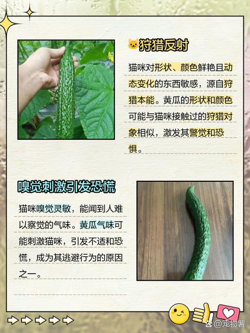 为什么猫会怕黄瓜?