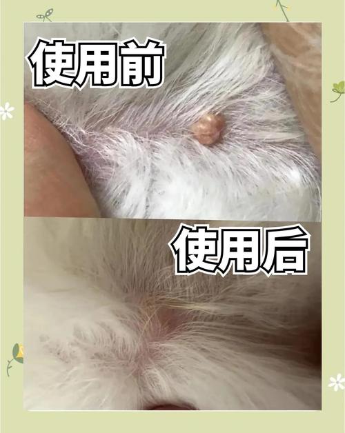 狗毛打结成硬疙瘩怎么处理